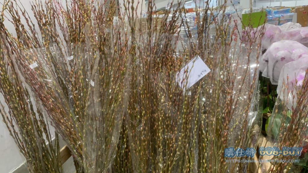 CAT-TAIL WILLOW 銀柳 #113269