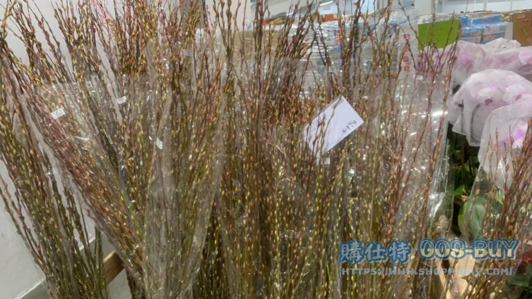 CAT-TAIL WILLOW 銀柳 #113269