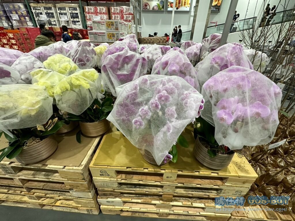 5株蝴蝶蘭盆栽 #124837