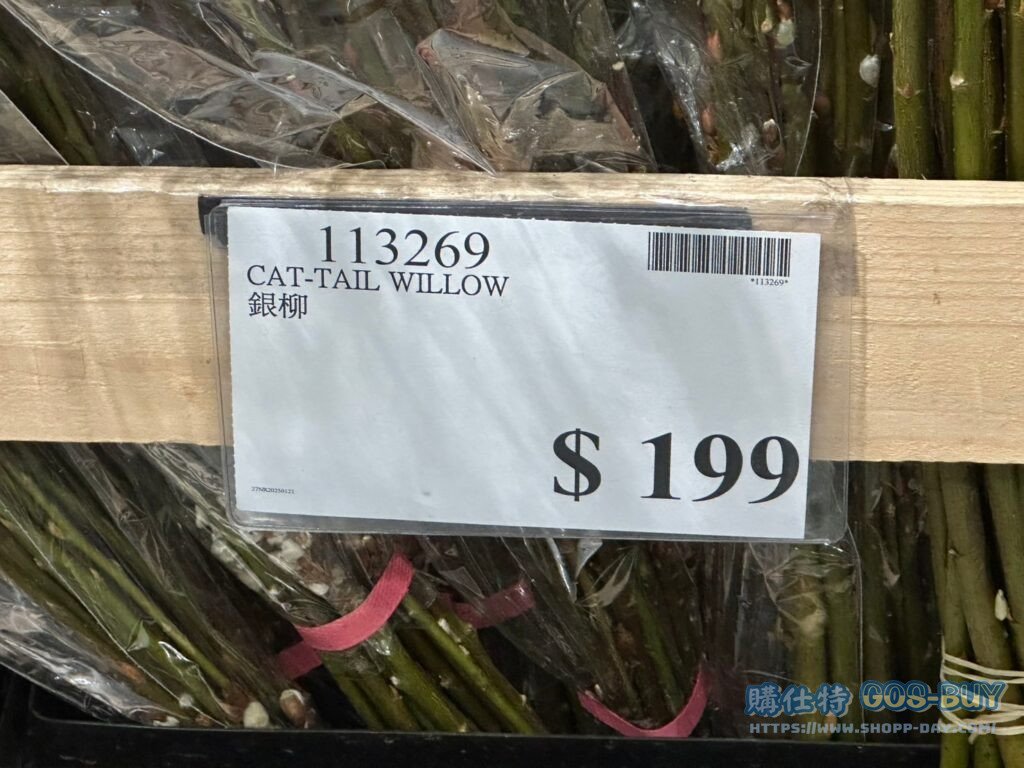 CAT-TAIL WILLOW 銀柳 #113269