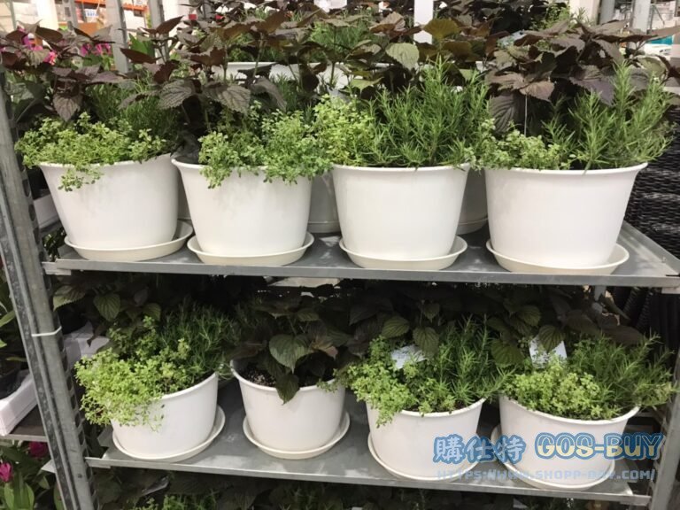 MIXED HERBS 綜合香草 紫蘇/迷迭香/百里香