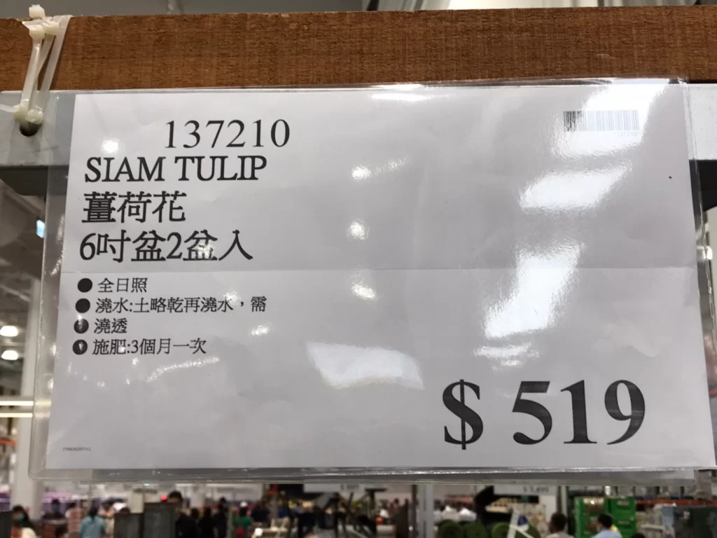 SIAM TULIP 薑荷花 6吋盆2盆入
