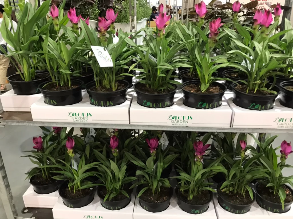 SIAM TULIP 薑荷花 6吋盆2盆入