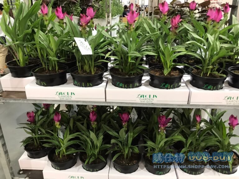 SIAM TULIP 薑荷花 6吋盆2盆入