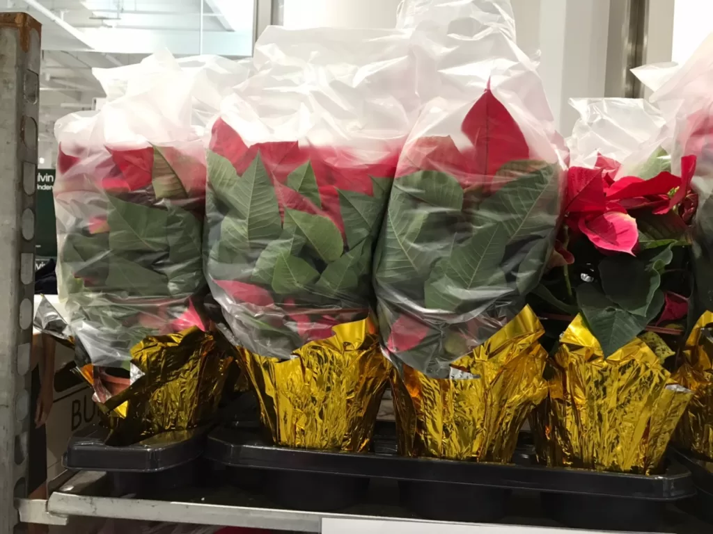 5" POINSETTIA 5吋聖誕紅/3盆一組 高：40-50公分 #120226