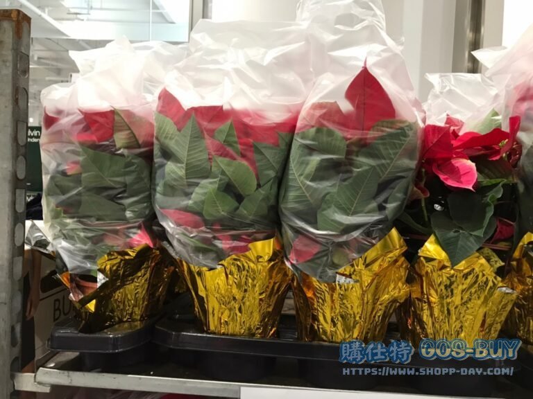 5" POINSETTIA 5吋聖誕紅/3盆一組 高：40-50公分 #120226