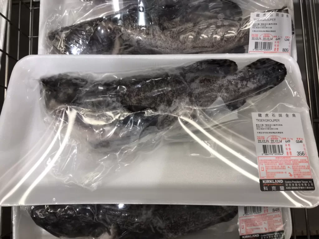 TIGER GROUPER 龍虎石斑金魚#386793