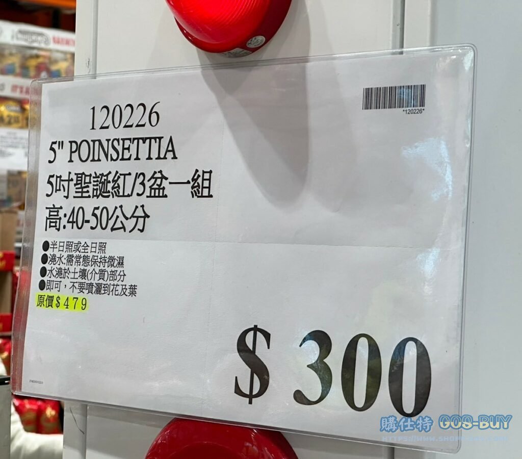 5" POINSETTIA 5吋聖誕紅/3盆一組 高：40-50公分 #120226