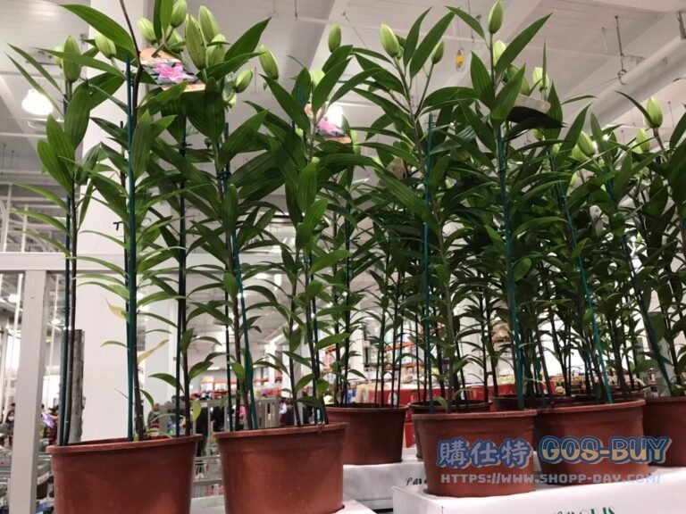 LILY 百合盆花 3球裝2入搭配6吋盆#116781