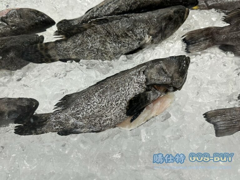 澎湖藍瓜石斑 SPECKIED BLUE GROUPER 800-1700公克/尾#204174