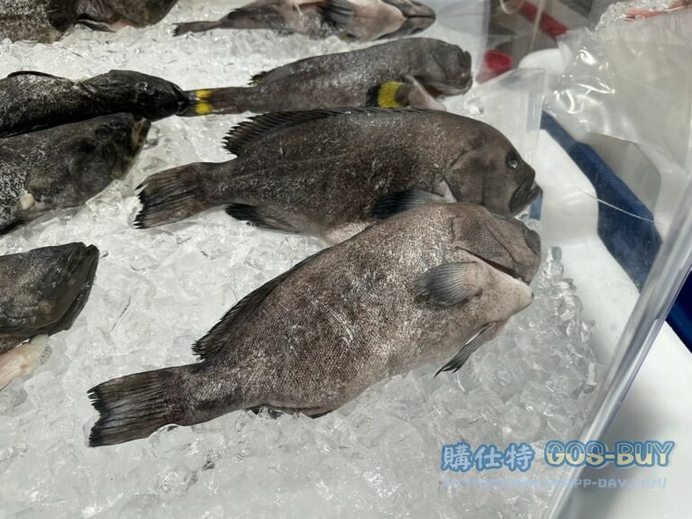 澎湖黃瓜石斑 YELLOWFIN GROUPER 800-1700 公克/尾#143139