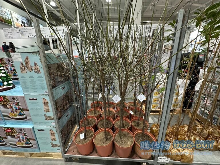 PLUM BLOSSOM TREE 熱帶大梅 高:約160公分#141939