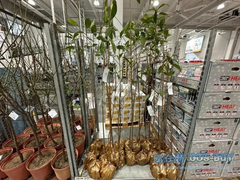 CHERRY BLOSSOM TREE 櫻花樹(富士櫻) 高:150-180公分#139148