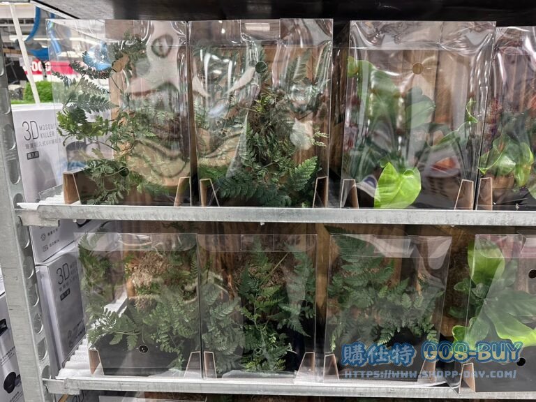 WALL MOUNTED FERN 上板蕨類#144251