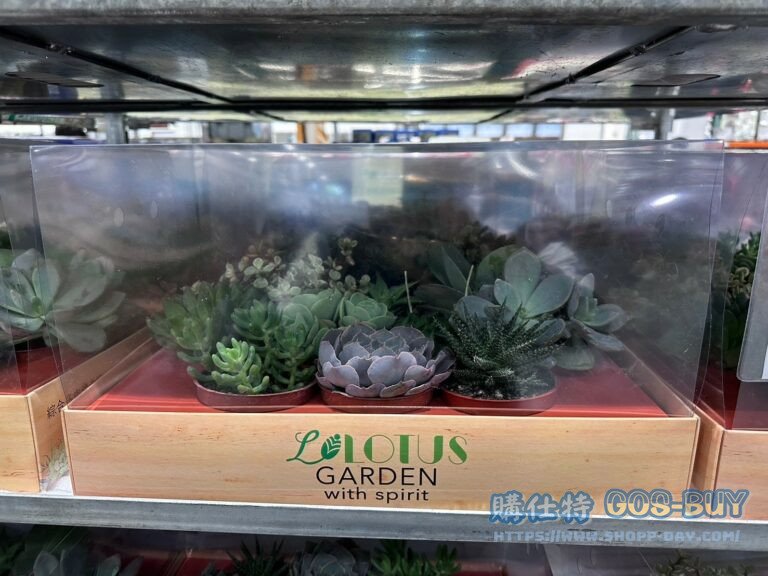 MIXED SUCCULENT 10PK 綜合多肉植物10入#126961