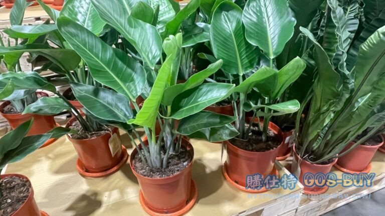 8 INCH STRELITZIZ REGINAE 8吋天堂鳥 高度:70~80公分#145750