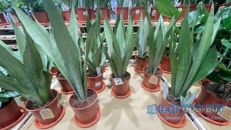 7 INCH SANSEVIERIA 7吋銀后虎尾蘭 高度:50公分#145754