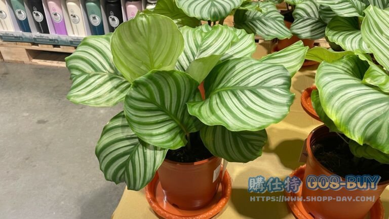 6 INCH MARANTA 6吋青蘋果竹芋 高度:35~40公分#145755