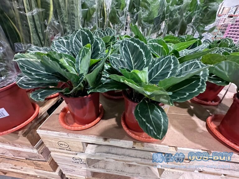 6 INCH CALATHEA ROSEOPICTA 6吋抹茶竹芋 高度:30公分#145753