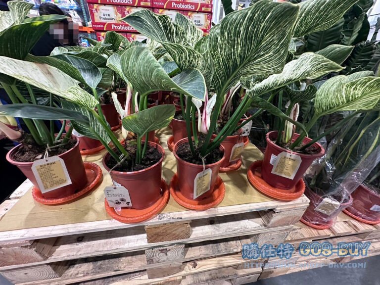 6 INCH PHILODENDRON BIRKIN 6 吋柏金蔓綠絨 高度40公分#145885