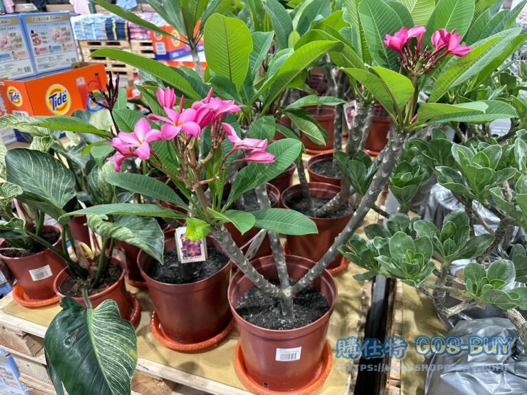 8 INCH PLUMERIA 8吋雞蛋花 高60-70公分#146206