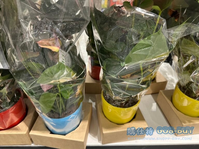 6 INCH ANTHURIUMAS ANDRAEANUM 6吋彩虹盆火鶴#147036