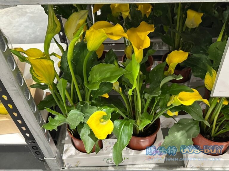 HALLA LILY 海芋盆花 3球裝2入搭配6吋盆#148046