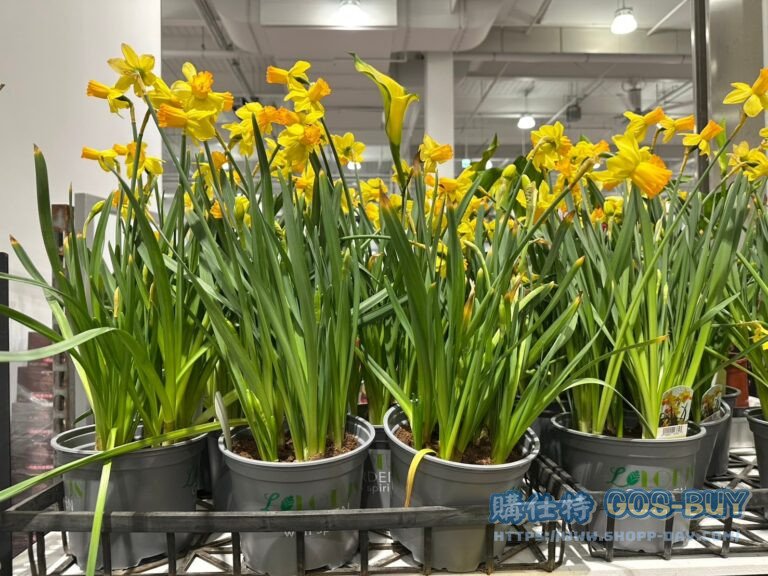 DAFFODIL 西洋水仙球根五球裝搭配6吋盆#116784
