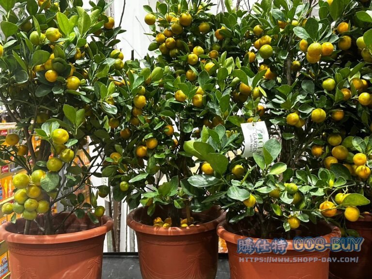 金桔樹 KUMQUAT TREE 90-100公分#148881