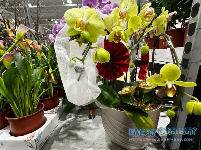 5 INCH ORCHIDS PLANTER 5吋蝴蝶蘭#147473